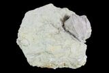 Blastoid (Pentremites) Fossil - Illinois #86459-1